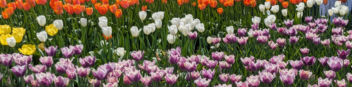 pic_tulip