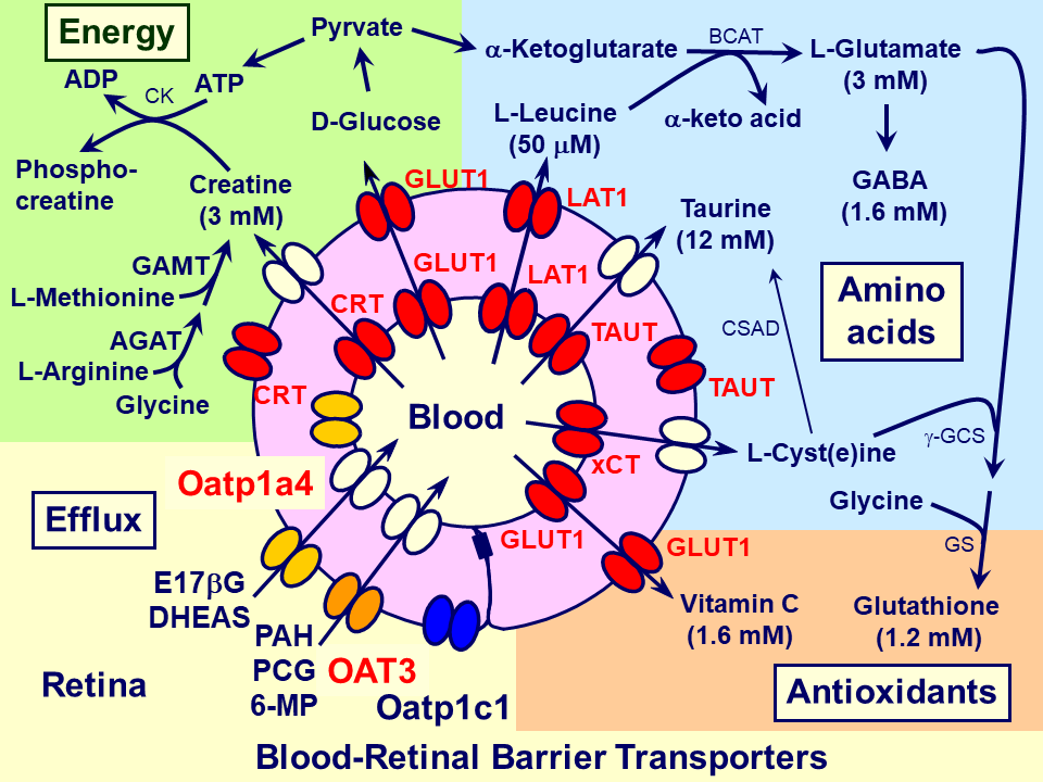 Schematic diagram of the blood-retinal barrier