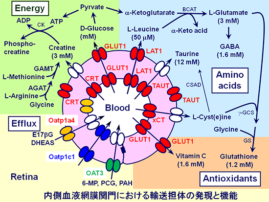 Blood-Retinal Barrier Transporters