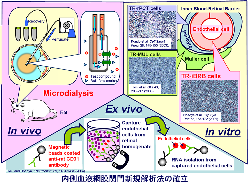 内側血液網膜関門新規解析法の確立