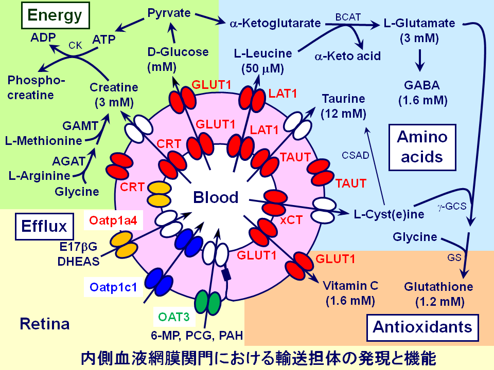 内側血液網膜関門における輸送担体の発現と機能