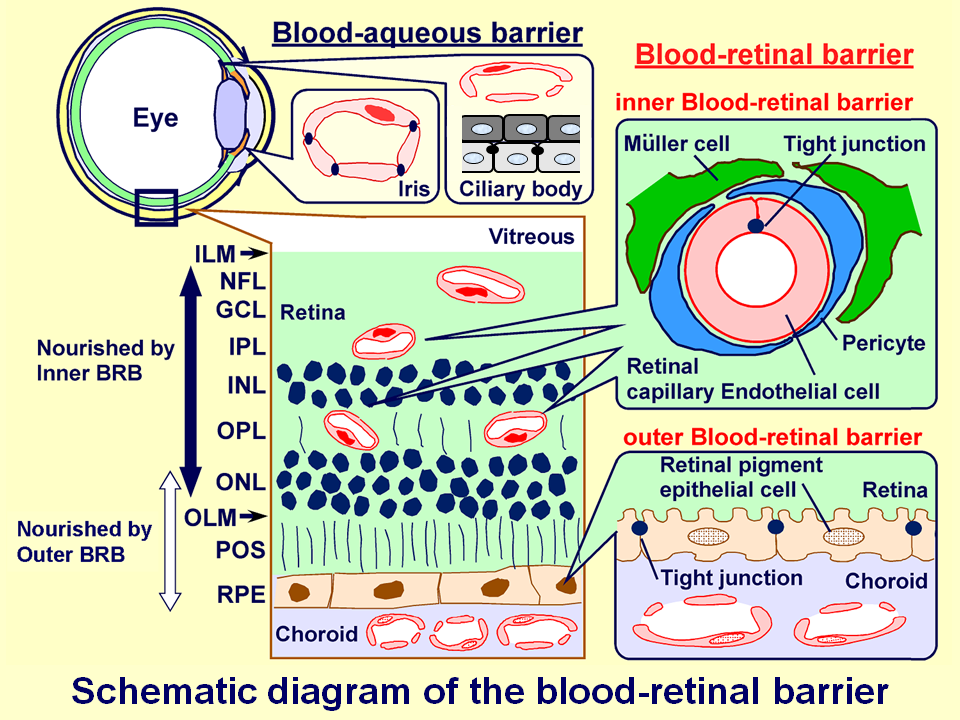 Schematic diagram of the blood-retinal barrier