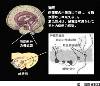 海馬歯状回