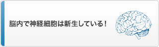 脳内で神経細胞は新生している！