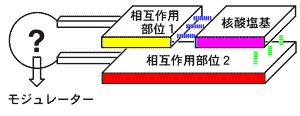 modulator